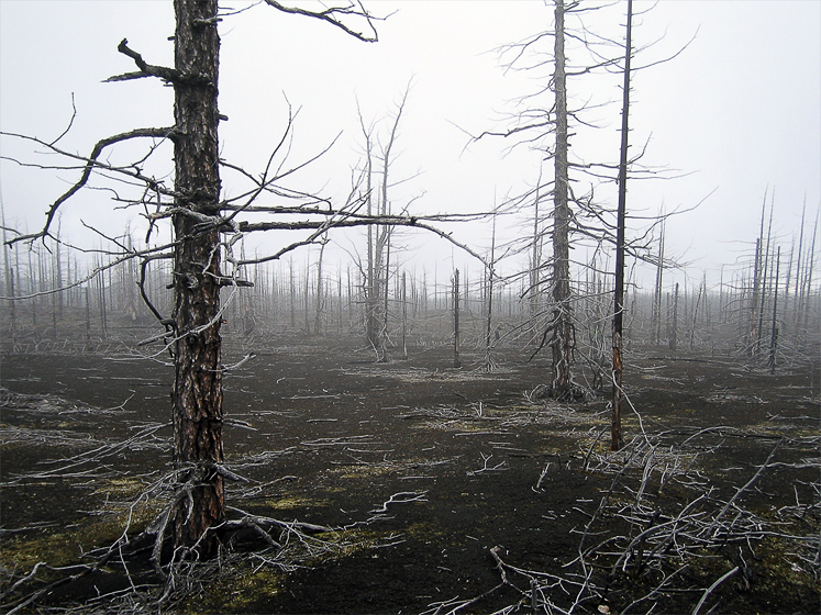 Северный прорыв. Мертвый лес. Во время извержений 1975 года, тонны шлака и пепла просыпались на деревья, уничтожив всё живое в радиусе примерно десяти километров. Лес стал другим